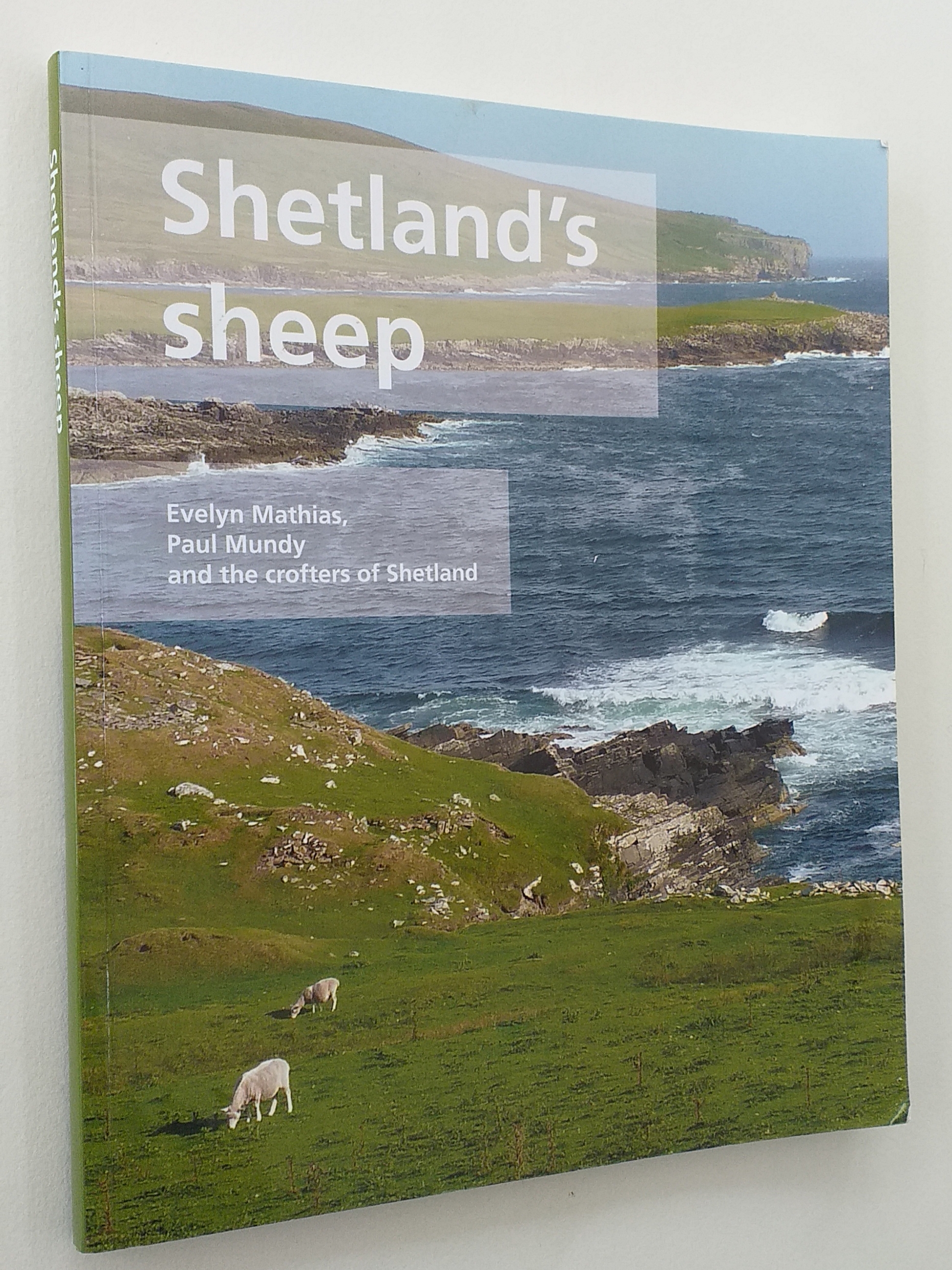Shetland's sheep